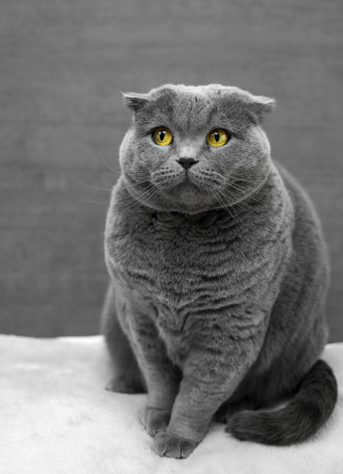 Кошка на прогулке в шлейке