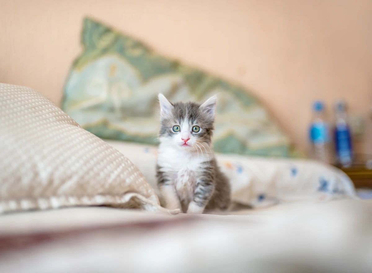 Кошка дома рядом с окном